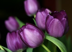 tulpen-07-03-2009